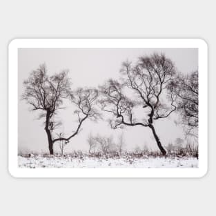 Stark winter woodland Sticker